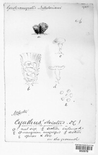 Cyathus striatus image